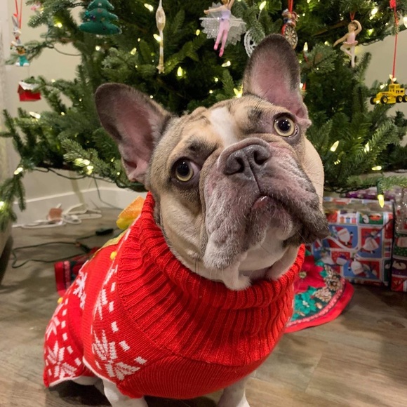 Christmas Holiday Dog Sweater - Red - Holiday Present - Size:Large - Picture 3 of 10